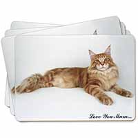 Maine Coon Cat 