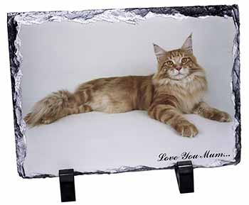 Maine Coon Cat 