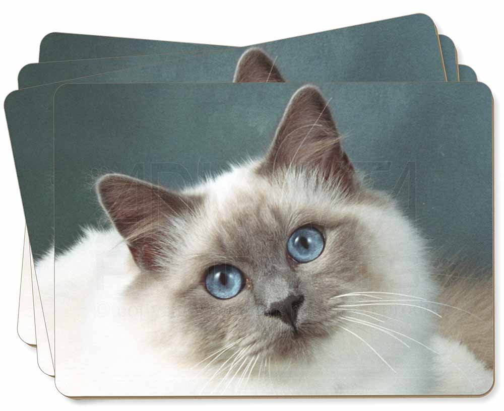 Promotional Face of a Beautiful Birman Cat  Picture 