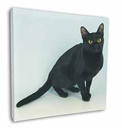 Pretty Black Bombay Cat Square Canvas 12"x12" Wall Art Picture Print