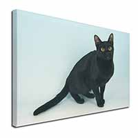 Pretty Black Bombay Cat Canvas X-Large 30"x20" Wall Art Print