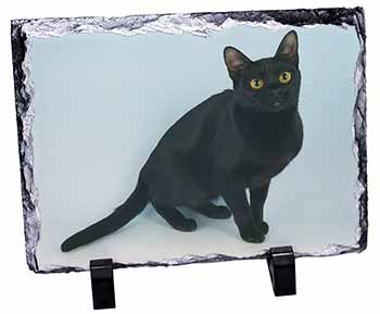 Pretty Black Bombay Cat, Stunning Photo Slate