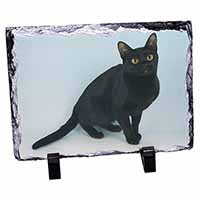 Pretty Black Bombay Cat, Stunning Photo Slate