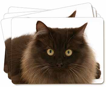 Chocolate Brown Cats Face Picture Placemats in Gift Box