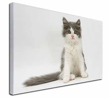 Cute Grey and White Kitten Canvas X-Large 30"x20" Wall Art Print