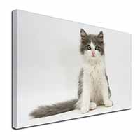 Cute Grey and White Kitten Canvas X-Large 30"x20" Wall Art Print