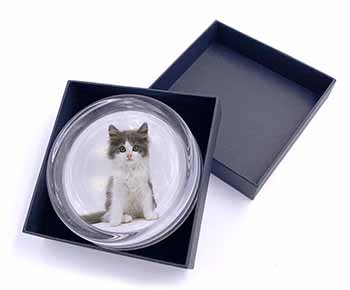 Cute Grey and White Kitten Glass Paperweight in Gift Box