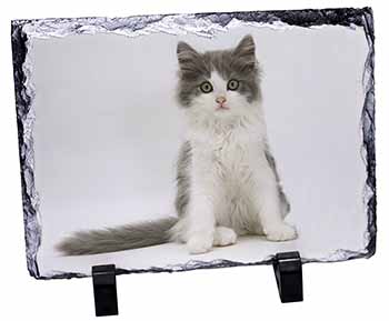 Cute Grey and White Kitten, Stunning Photo Slate