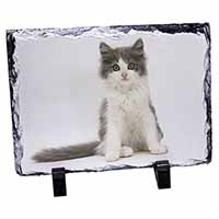 Cute Grey and White Kitten, Stunning Photo Slate