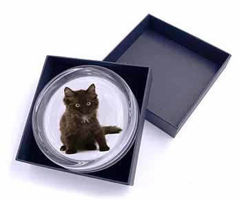 Cute Black Fluffy Kitten Glass Paperweight in Gift Box