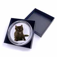 Cute Black Fluffy Kitten Glass Paperweight in Gift Box