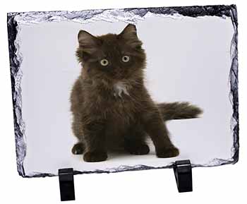 Cute Black Fluffy Kitten, Stunning Photo Slate
