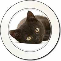 Stunning Black Cat Car or Van Permit Holder/Tax Disc Holder