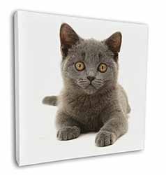 British Blue Kitten Cat Square Canvas 12"x12" Wall Art Picture Print