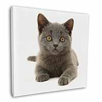 British Blue Kitten Cat Square Canvas 12"x12" Wall Art Picture Print