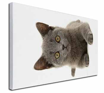 British Blue Kitten Cat Canvas X-Large 30"x20" Wall Art Print