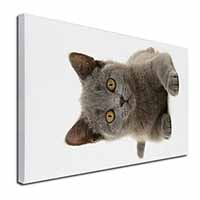 British Blue Kitten Cat Canvas X-Large 30"x20" Wall Art Print