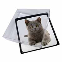 4x British Blue Kitten Cat Picture Table Coasters Set in Gift Box