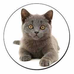 British Blue Kitten Cat Fridge Magnet Printed Full Colour