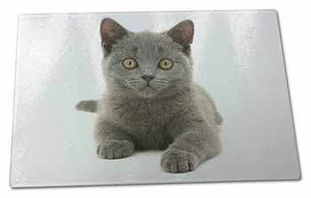 Large Glass Cutting Chopping Board British Blue Kitten Cat