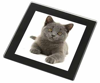 British Blue Kitten Cat Black Rim High Quality Glass Coaster