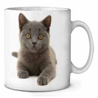 British Blue Kitten Cat Ceramic 10oz Coffee Mug/Tea Cup