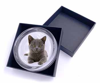 British Blue Kitten Cat Glass Paperweight in Gift Box