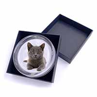 British Blue Kitten Cat Glass Paperweight in Gift Box