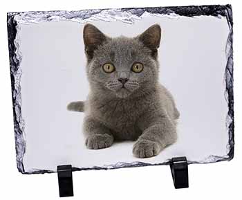 British Blue Kitten Cat, Stunning Photo Slate