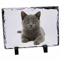 British Blue Kitten Cat, Stunning Photo Slate