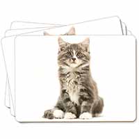 Cute Tabby Kitten Picture Placemats in Gift Box