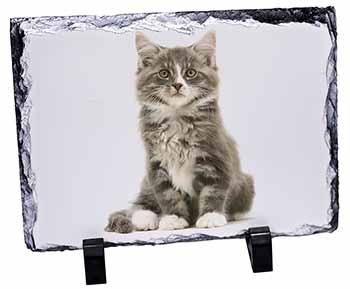 Cute Tabby Kitten, Stunning Photo Slate
