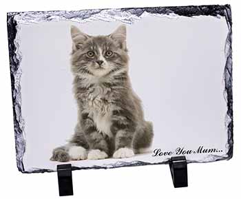 Silver Tabby Cat 