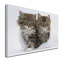 Kittens in White Fur Hat Canvas X-Large 30"x20" Wall Art Print