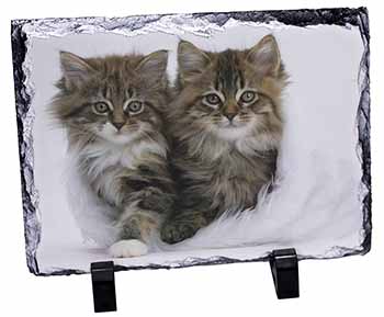 Kittens in White Fur Hat, Stunning Photo Slate