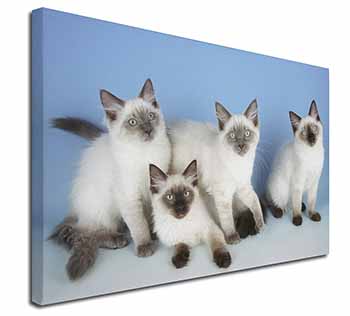 Ragdoll Kittens Canvas X-Large 30"x20" Wall Art Print