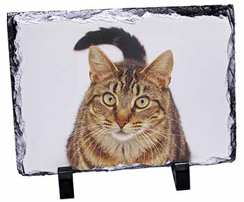 Face of Brown Tabby Cat, Stunning Photo Slate