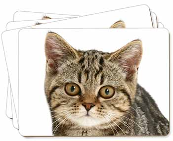 Face of Brown Tabby Cat Picture Placemats in Gift Box