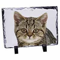 Face of Brown Tabby Cat, Stunning Photo Slate