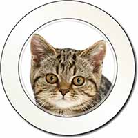Face of Brown Tabby Cat Car or Van Permit Holder/Tax Disc Holder