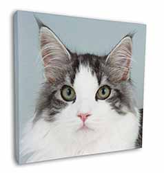 Pretty Grey and White Cats Face Square Canvas 12"x12" Wall Art Picture Print