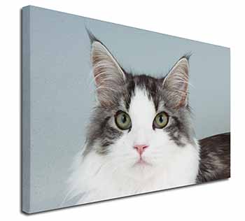 Pretty Grey and White Cats Face Canvas X-Large 30"x20" Wall Art Print