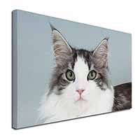 Pretty Grey and White Cats Face Canvas X-Large 30"x20" Wall Art Print