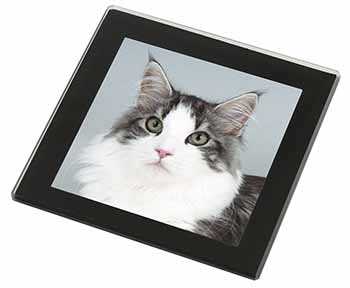 Pretty Grey and White Cats Face Black Rim High Quality Glass Coaster