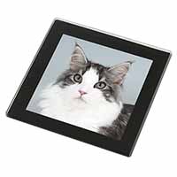 Pretty Grey and White Cats Face Black Rim High Quality Glass Coaster