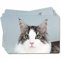 Pretty Grey and White Cats Face Picture Placemats in Gift Box