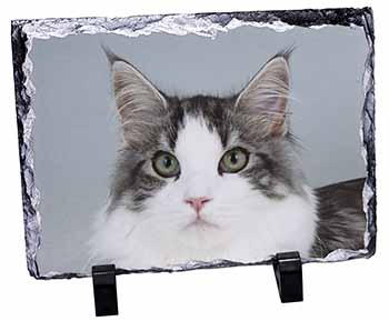 Pretty Grey and White Cats Face, Stunning Photo Slate