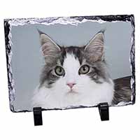 Pretty Grey and White Cats Face, Stunning Photo Slate