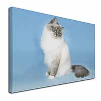 Birman Cats Canvas X-Large 30"x20" Wall Art Print