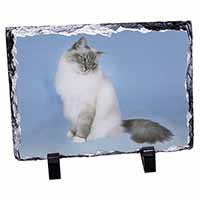 Birman Cats, Stunning Photo Slate